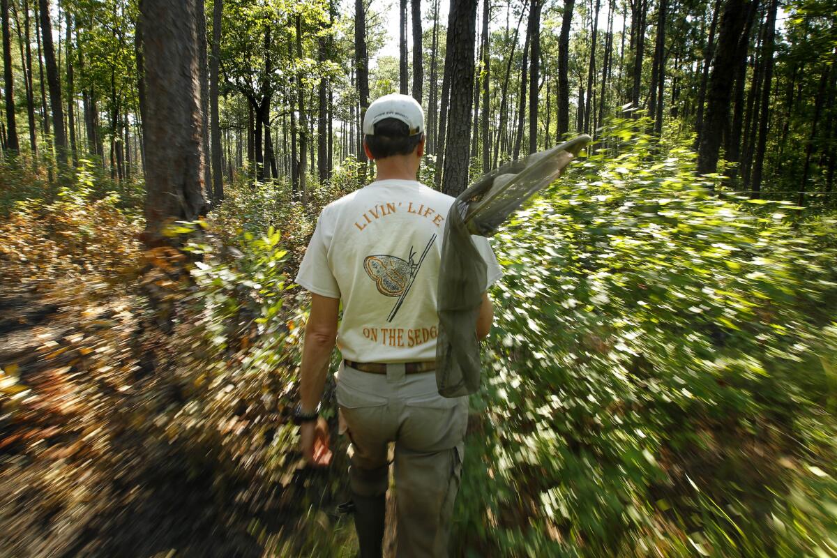 Nick Haddad heads to a swamp in search of the St. Francis' satyr butterfly at Ft. Bragg. Haddad has studied the vanishing butterflies in hopes of understanding why they are disappearing, and why they are worth saving.