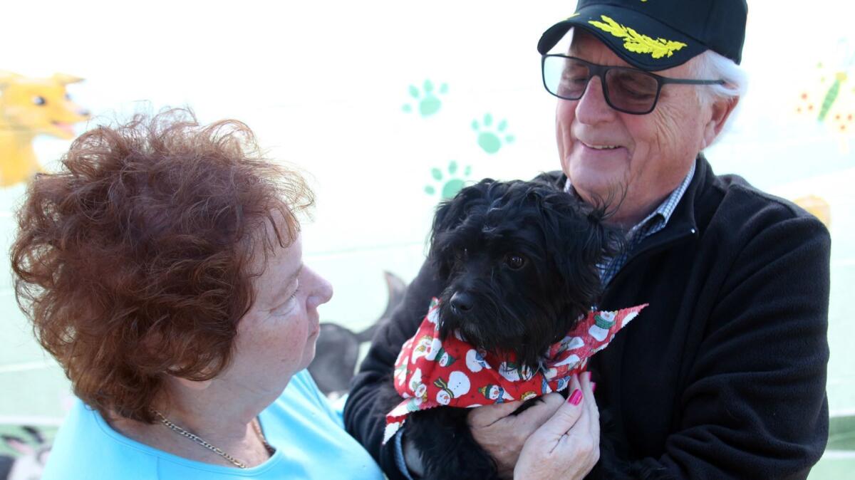 Burbank residents Cheryl and Don Schilling won a lottery Wednesday to be able adopt Max, an 18-month-old maltipoo, at the Burbank Animal Shelter.