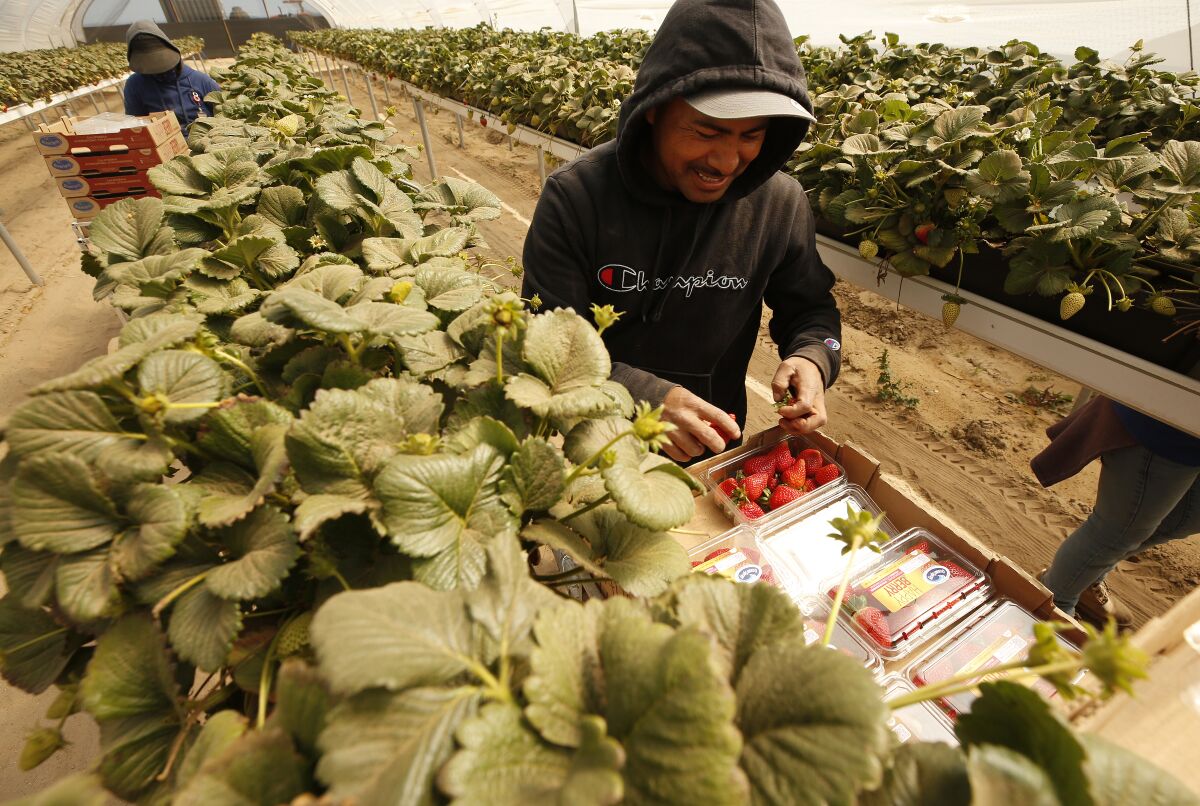 Harvest worker Antonio Cruz picks strawberries
