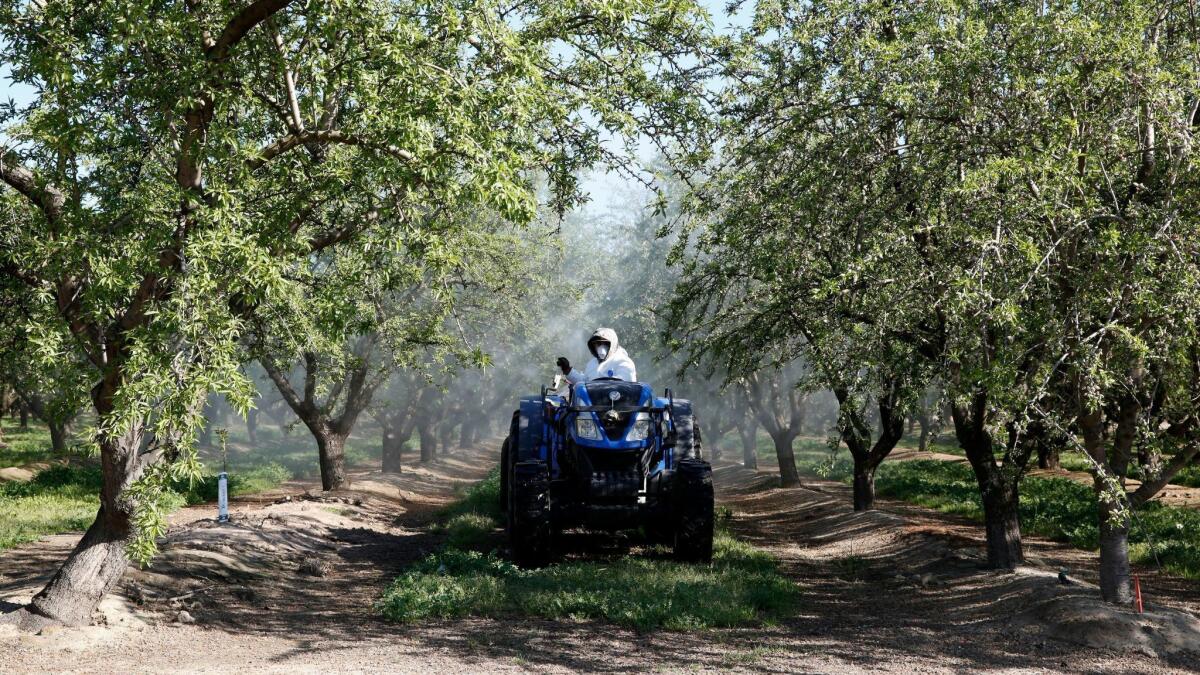 Almond orchards 