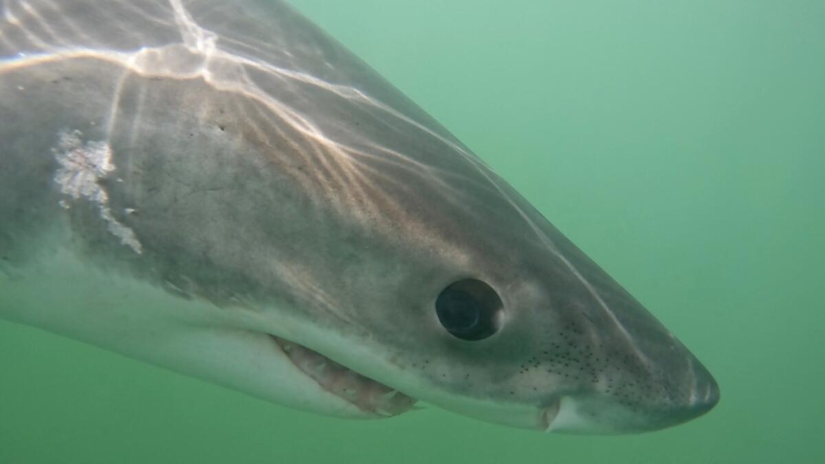 A young great white shark visits the relatively warmer waters of Monterey Bay this month.