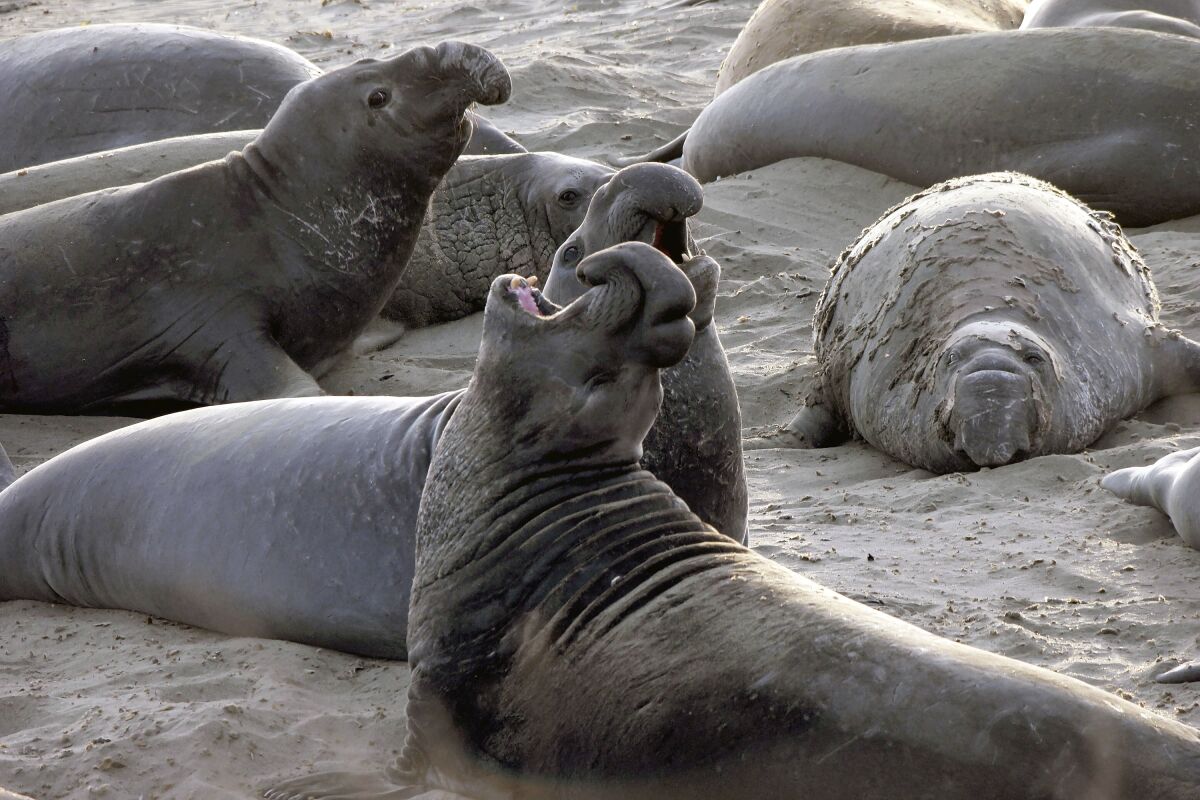 About 10 elephant seals are seen on the sand, one with its head thrown back and mouth open.