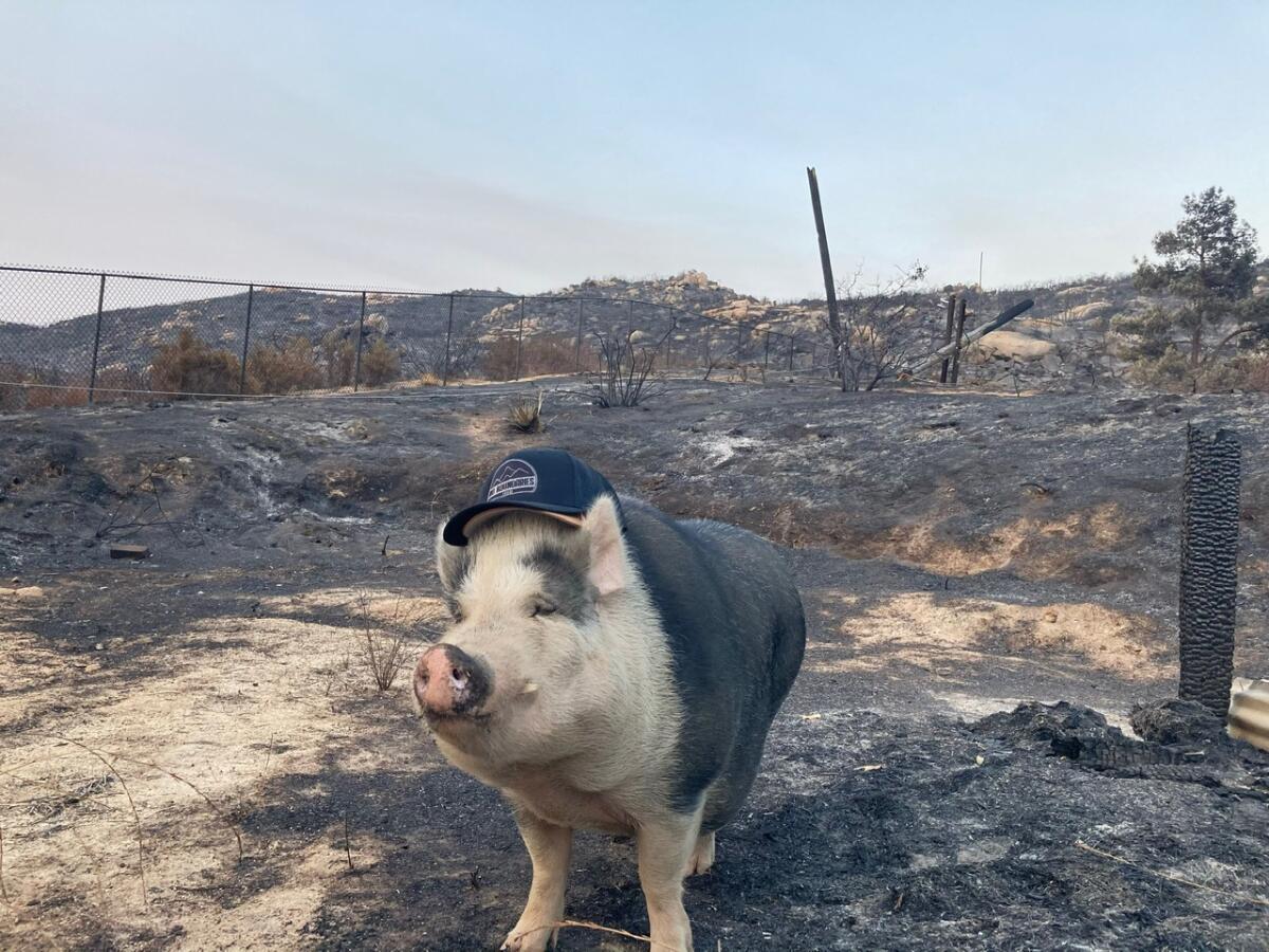 A pig wearing a baseball cap, standing in burned down hemp farm