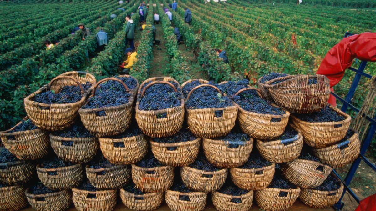 Harvesting grapes in Burgundy, France.