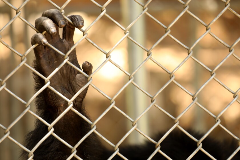 One of the 32 chimpanzees that still resides at the shuttered Wildlife Waystation hangs onto its enclosure