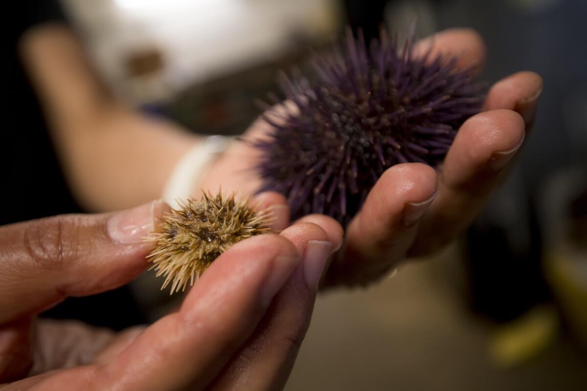 Amro Hamdoun's lab created a line of sea urchins whose genetic makeup can be edited to study human disease.