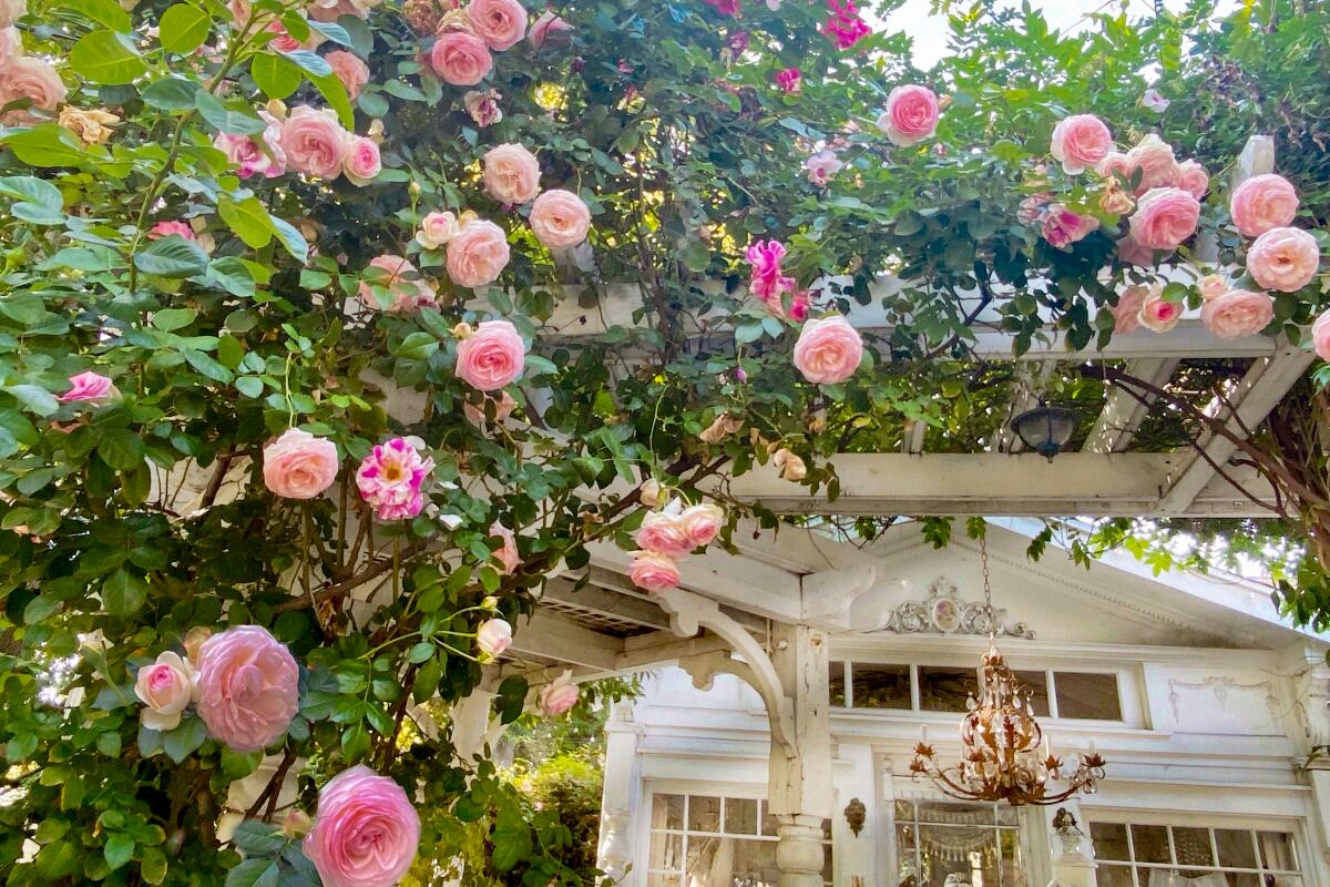 Roses hang from a trellis in front of a white house.