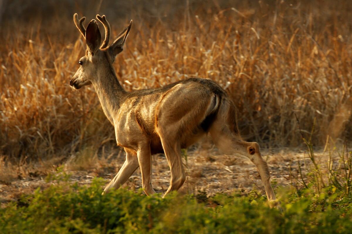 A young buck scrambles into the hills along Hollister Ranch Road. (Al Seib / Los Angeles Times)