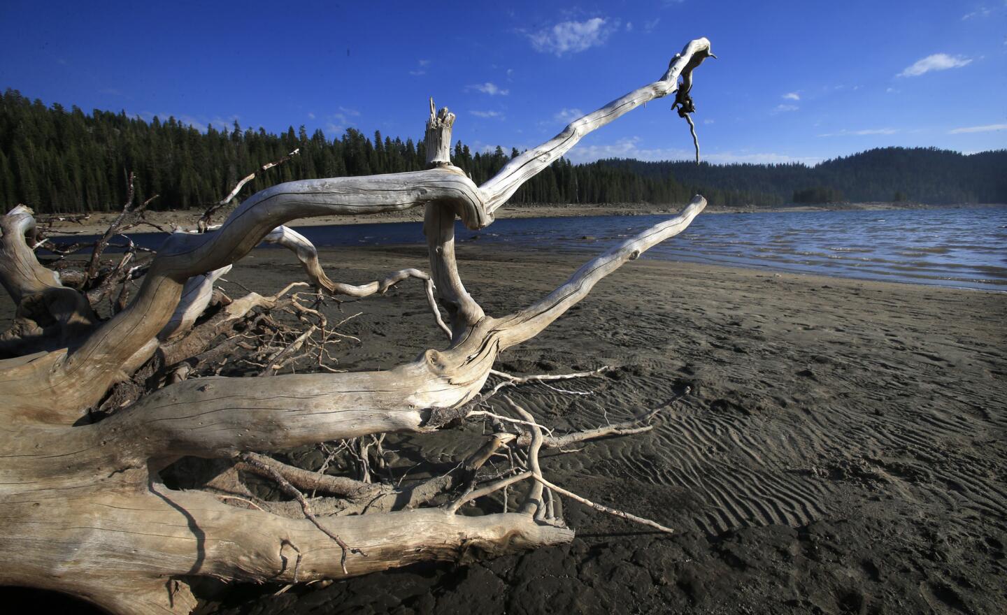 Huntington Lake's shoreline has retreated far from its usual level.