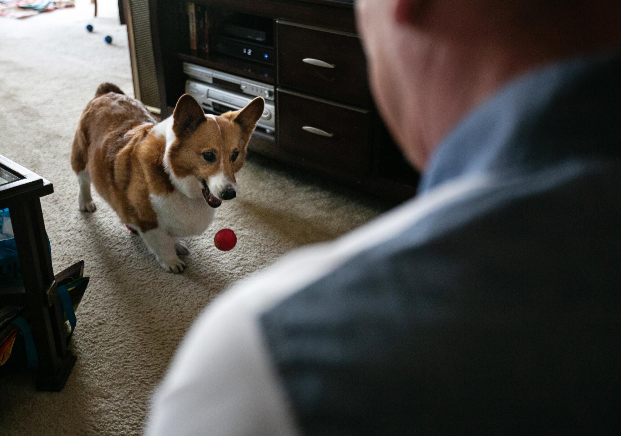 The owner of the fostered corgi drops by to visit his dog on Sunday, March 1, 2020.