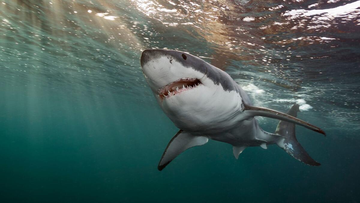 A great white shark swims in waters off the Neptune Islands.