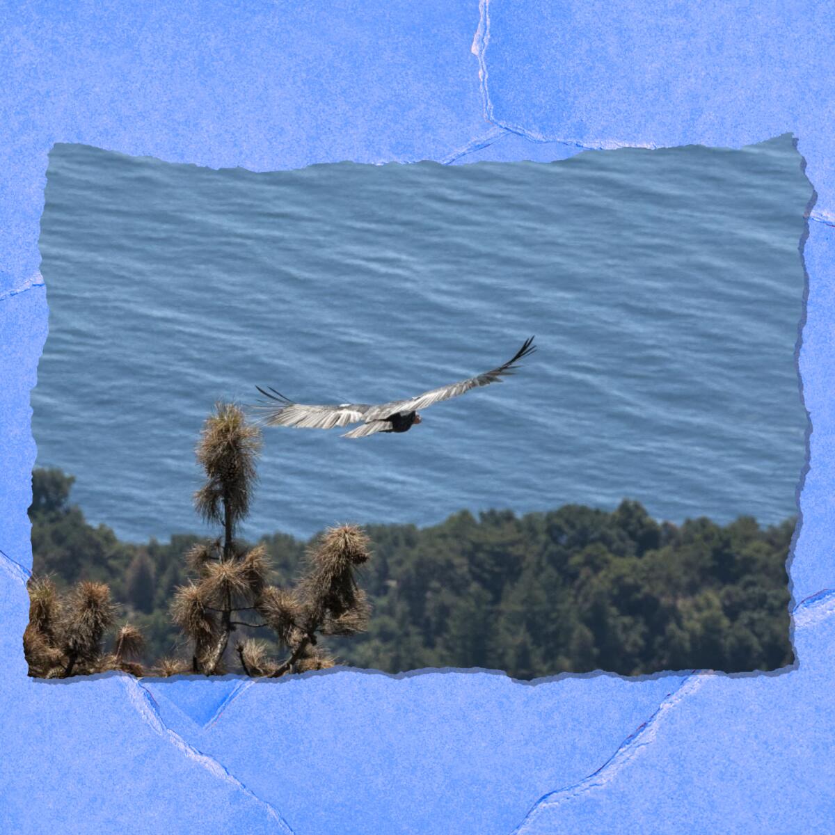 A large bird soars over trees. In the background is the ocean.
