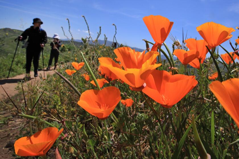 Chino Hills, California-April 8, 2023-Visitors walk along paths in Chino Hills State Park, where California poppies and other flowers are in bloom on April 8, 2023. (Allen J. Schaben / Los Angeles Times)