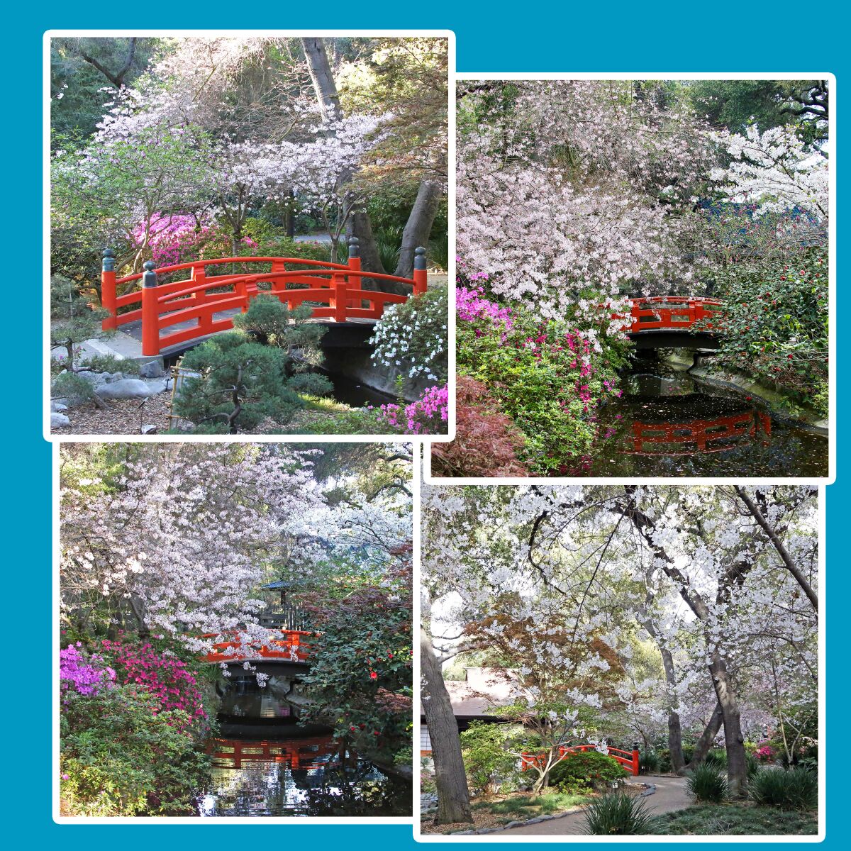 Cherry trees blooming in deep pink and light pink over orange bridge.