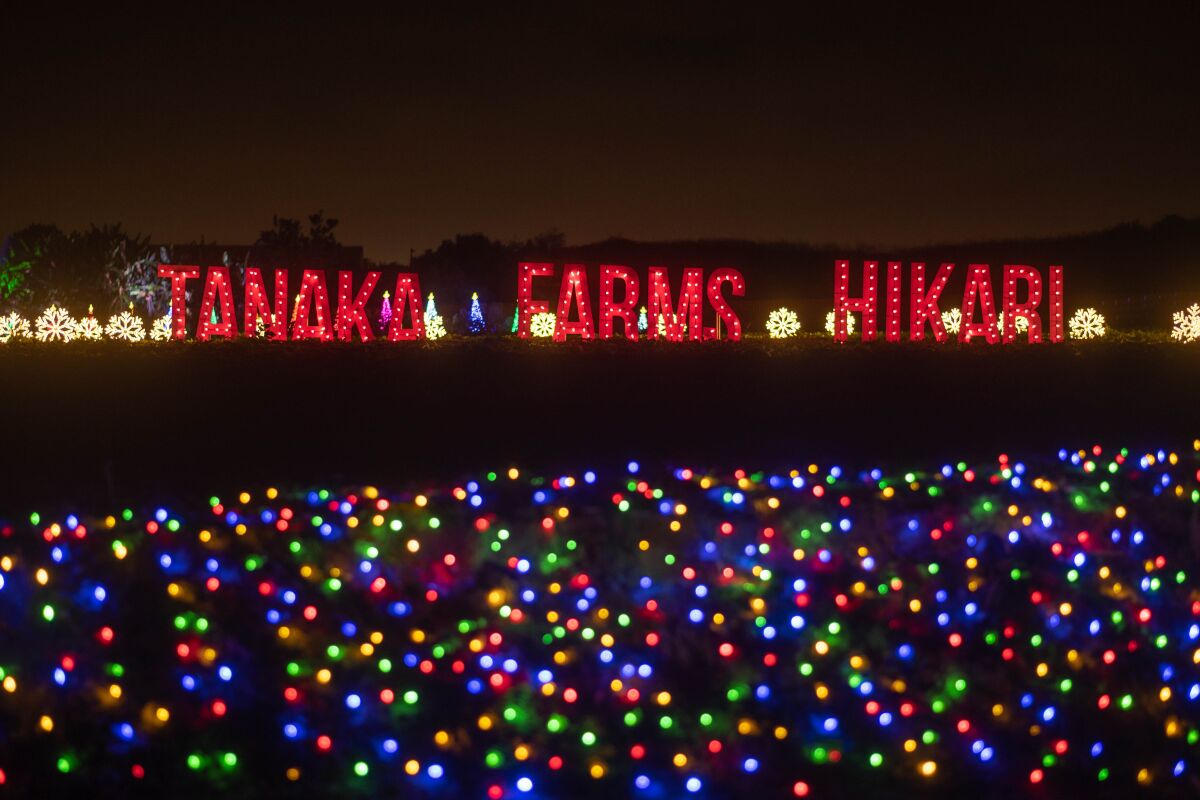 Colorful lights on display during the Festival of Lights at Tanaka Farms