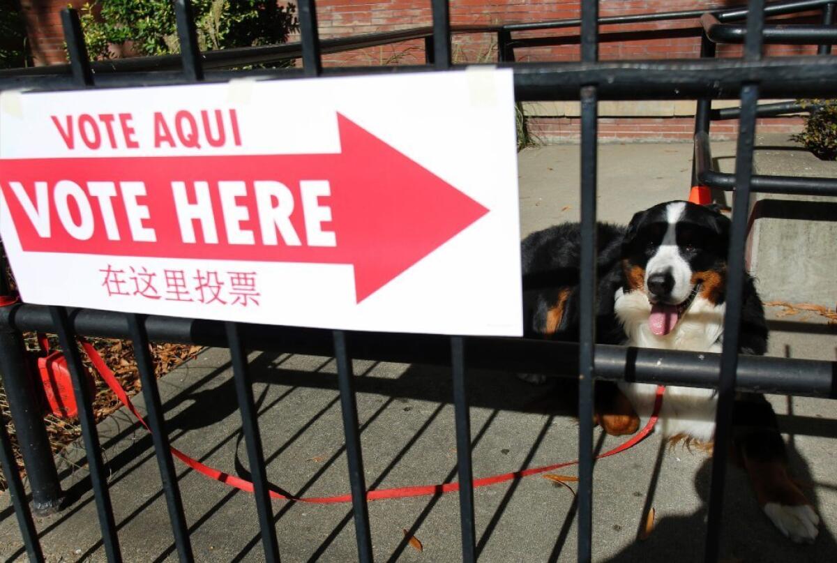 A dog waits for its owner outside a polling place in Washington, D.C., on Tuesday.