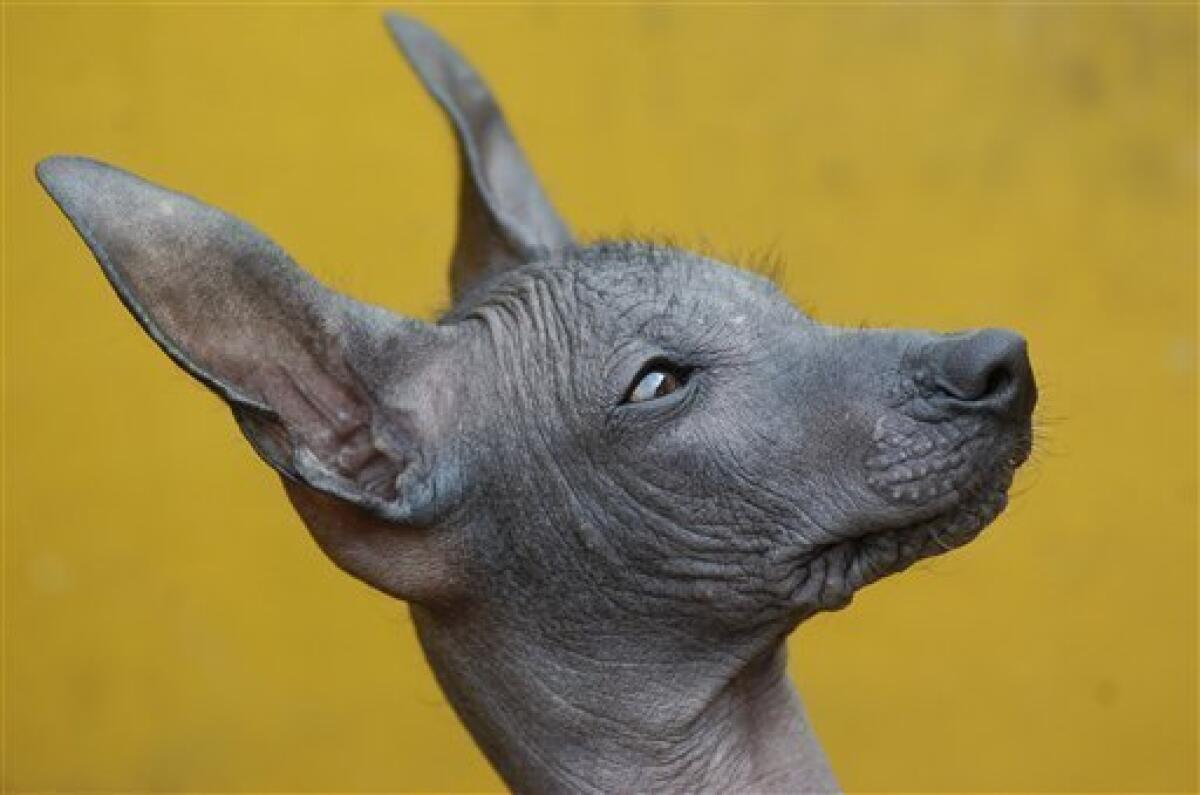 A four-month-old puppy called "Machu Picchu" is seen in Lima, Tuesday, Nov. 11, 2008. The owners of the animal, a Peruvian Hairless Dog, have offered it to U.S. President-elect Barack Obama. Obama has promised his daughters a new pet for the White House but one of them is allergic to most breeds. The owners of the Peruvian Hairless Dog say it is perfect for kids who are sensitive to dogs. (AP Photo/Karel Navarro)