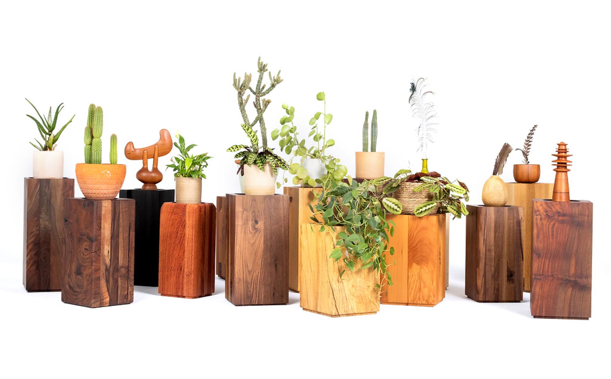 Plants and plant stands.