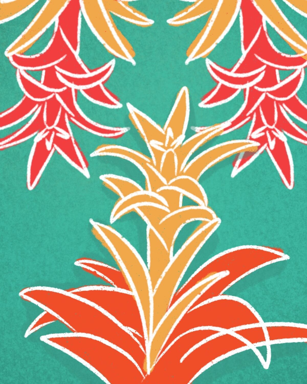 Illustration of bromeliads.