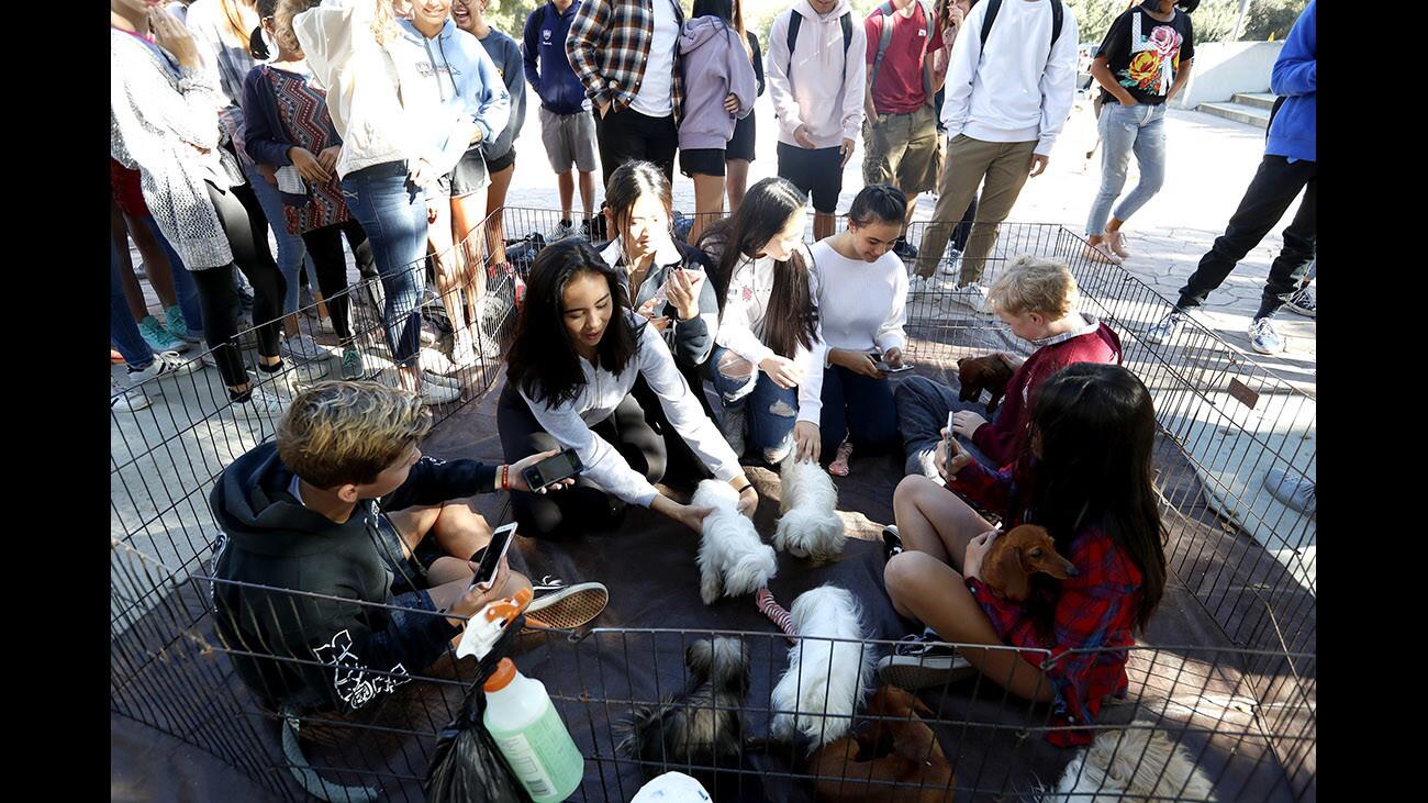 Photo Gallery: Puppy petting party at La Cañada High School