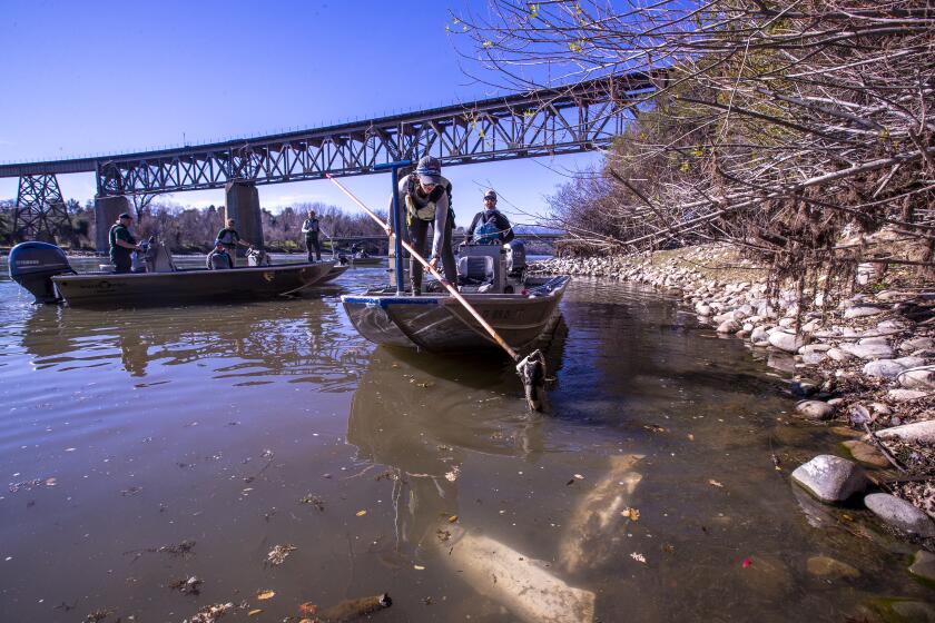 Redding, CA - January 20: Technician Cassandra Lozano lifts a dead fall-run Chinook salmon from the Sacramento River while conducting a survey of carcasses in January. (Allen J. Schaben / Los Angeles Times)