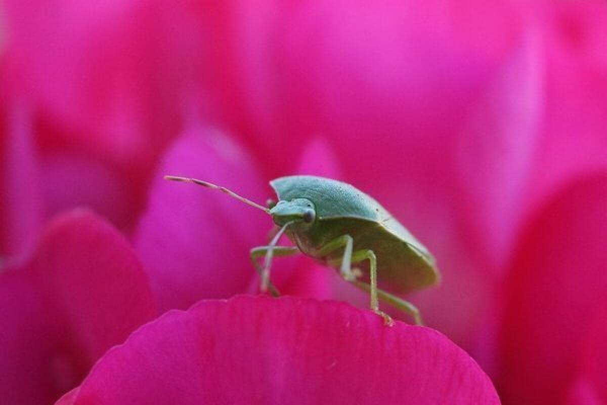 Princeton professor Sam Wang says he'll eat a bug if his prediction that President Obama will win on Tuesday tanks.