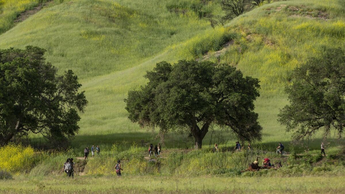 Areas of Malibu Creek State Park that were scorched have greened up and exploded with wildflowers after big rains this season.