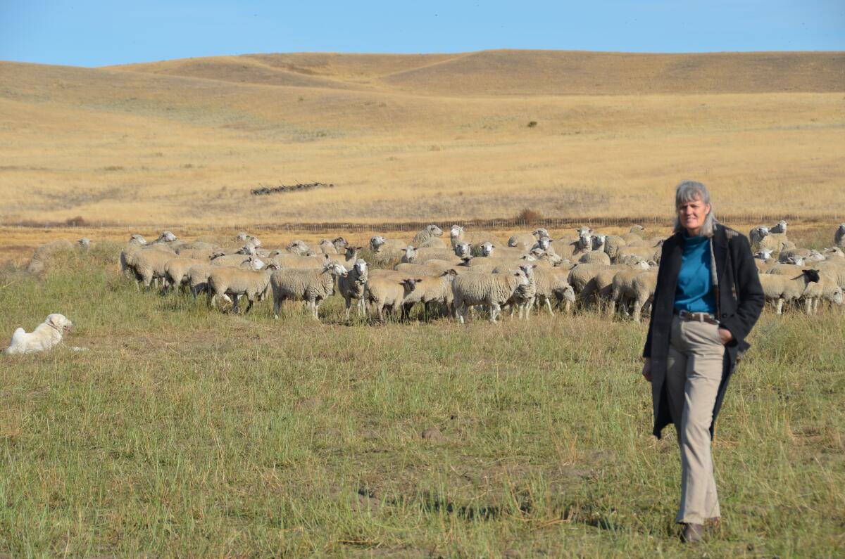 Jill Swannack, eastern Washington sheep farmer and veterinarian