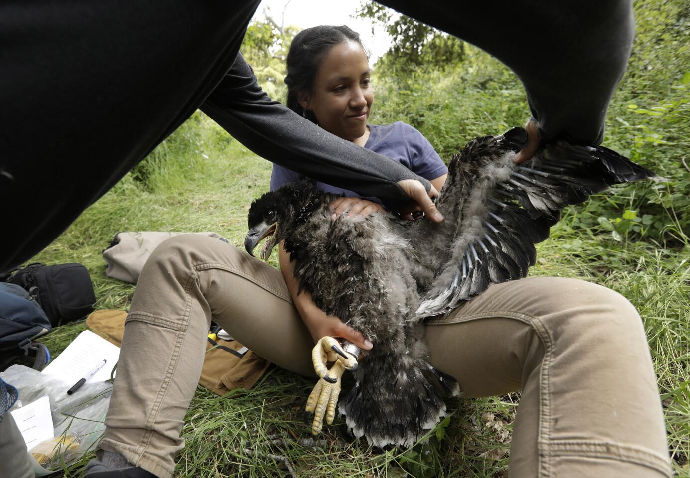 Dr. Peter Sharpe checks the wings and feathers of the eaglet as seasonal tech Laura Echávez holds him. Sharpe, a wildlife biologist, has spent years trying to restore the bald eagle to its historic habitat on the Channel Islands. Bald eagles were wiped out on the Channel Islands by the mid-1960s as a result of DDT-contaminated waste being dumped into the local waters.