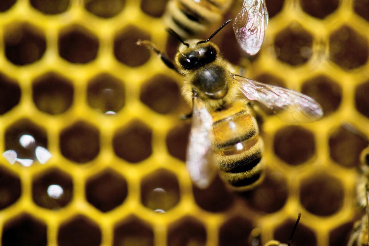 The White House on Tuesday released a national strategy to address precipitous declines in the population of honeybees, which are crucial to pollinating food crops.