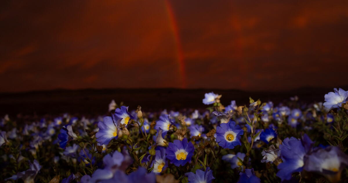 Earth’s driest desert is covered in wildflowers right now Earth’s driest desert is covered in wildflowers right now