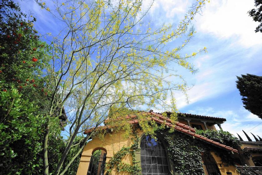 A dwarf palo verde tree stands out for its lighter shade of green in the frontyard of Paula and Jay Weaver's home in Los Feliz.