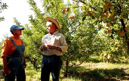 Bill Spencer, right, and Barbara Spencer grow apples at Windrose Farm, in the hills just east of Paso Robles. Its a region thats normally too hot to farm apples, but because an old stream bed encircles Windrose, the orchard gets cold enough in the winter.