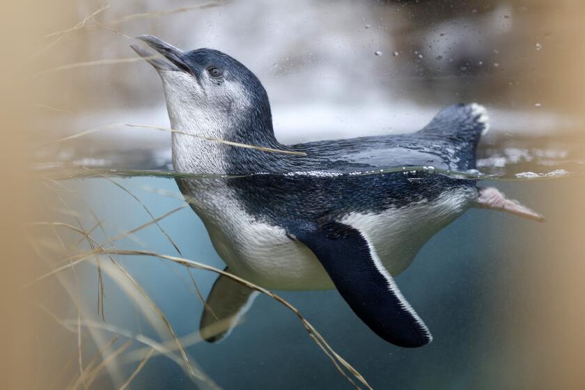 SAN DIEGO, CA - JULY 11: Magic, a blue penguin, swims in the new Beyster Family Little Blue Penguins habitat at the Birch Aquarium on Monday, July 11, 2022 in San Diego, CA. The 2,900 square foot habitat, with an 18,000 gallon pool, cost $2.8 million and has 15 Little Blue Penguins. Little Blues are the smallest species of penguins, standing under 12 inches and weighing just 2 to 3 pounds. The exhibit, which opens to the public on Wednesday, is the biggest addition to the aquarium since it opened in its current location in 1992. (K.C. Alfred / The San Diego Union-Tribune)