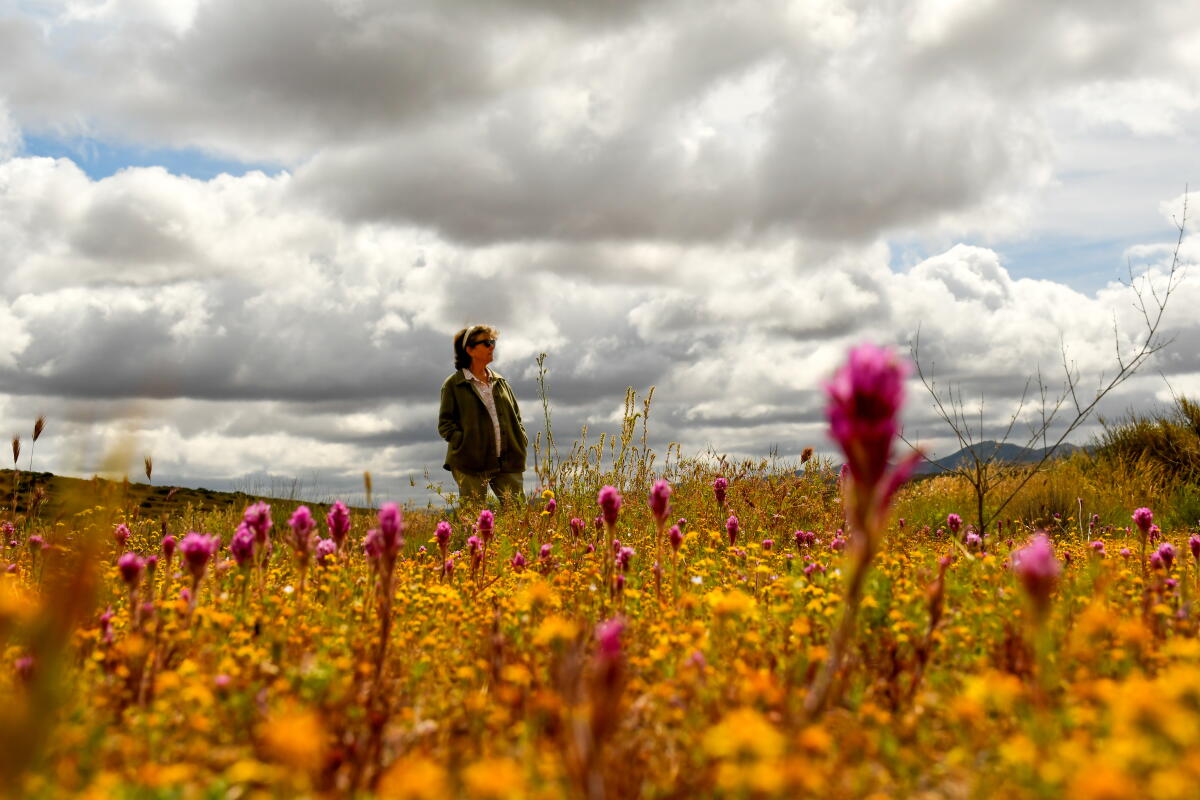 Spring In La How to find L.A. hikes where spring is in full bloom - Los Angeles Times