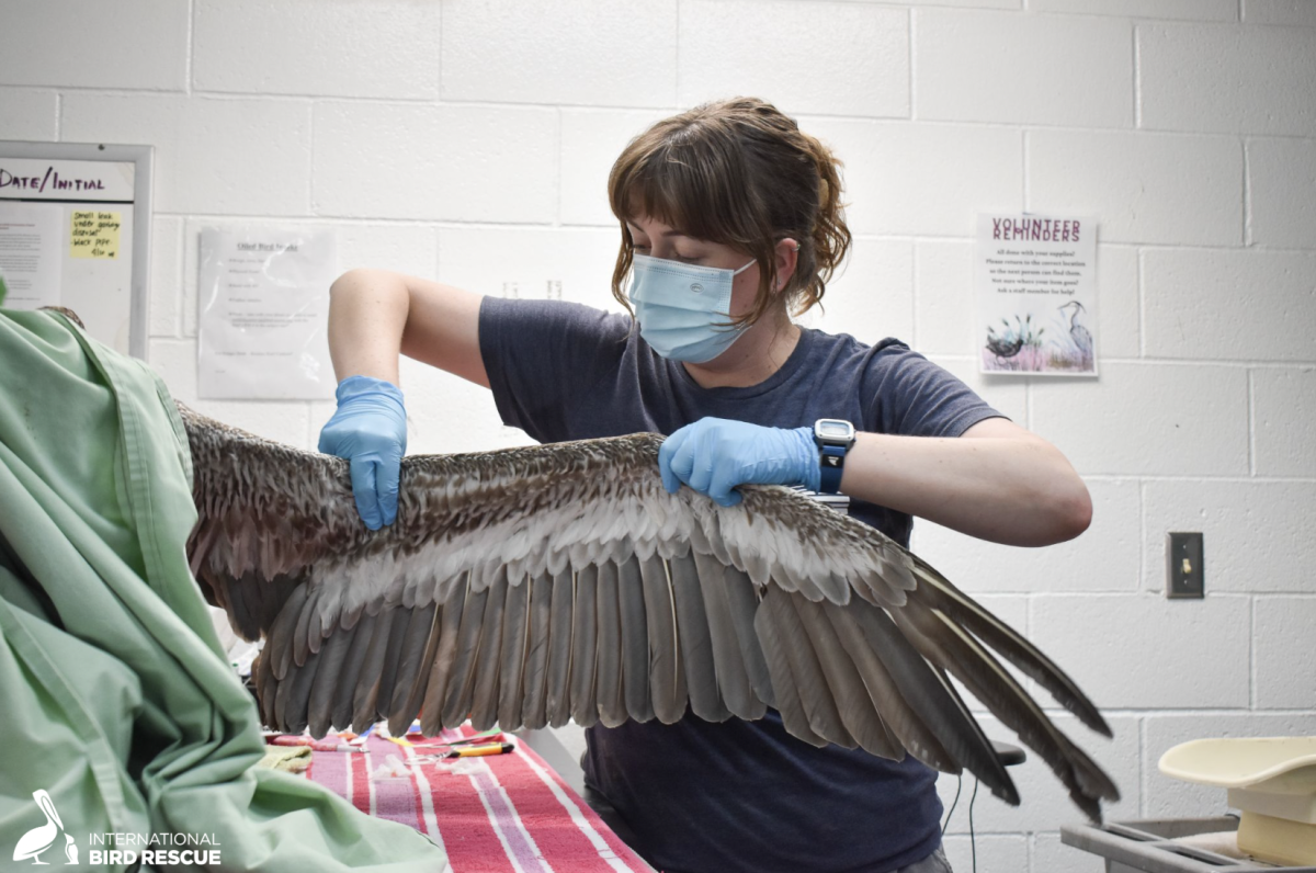 A person in a mask and gloves extends a bird's wing