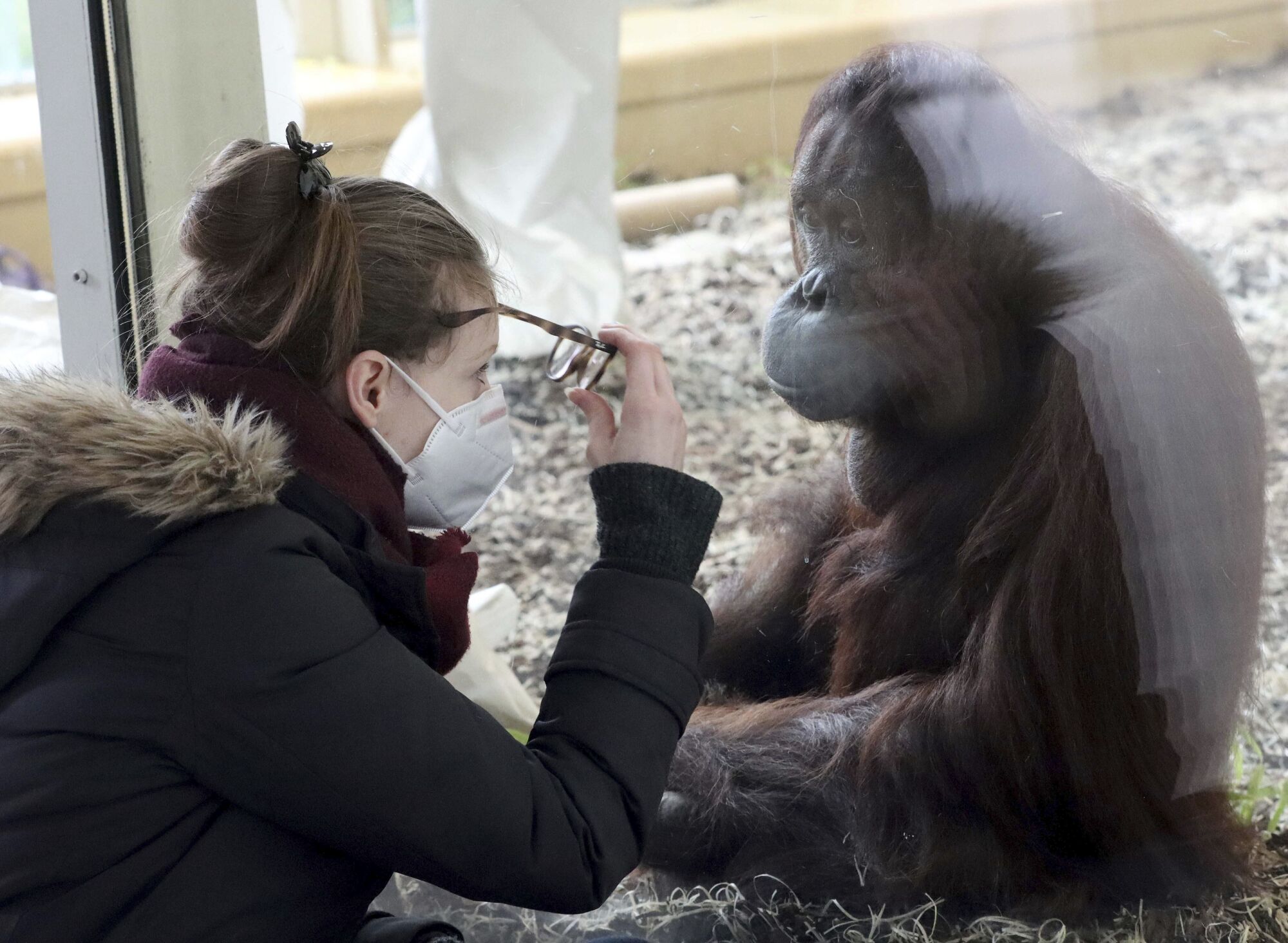 A masked visitor watches an orangutan at a zoo in Vienna, Austria. 