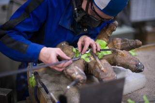 Custom metal reinforcements are fitted to dinosaur fossils at Research Cast