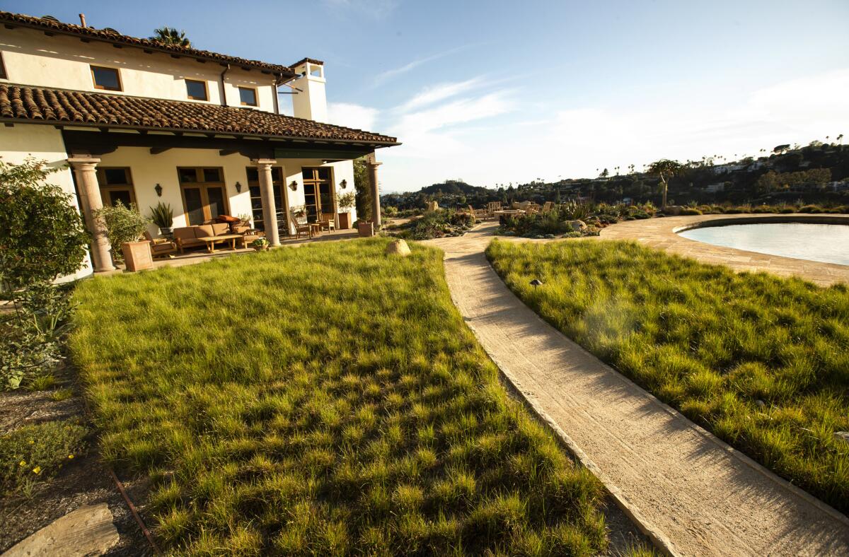 After renovation, the lawn with Carex praegracilis field sedge, in Brentwood.
