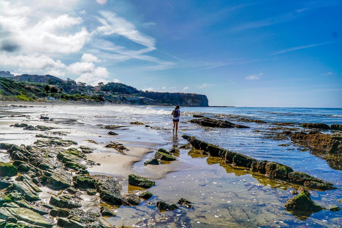 A person walks in shallow water among rocks at Abalone Cove.
