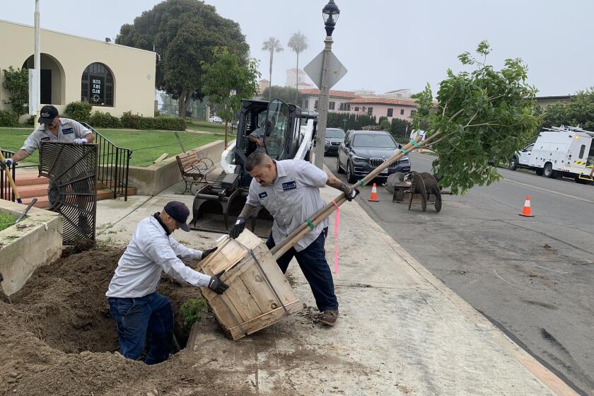 Pink Tabebuia trees were planted outside the La Jolla Recreation Center in July.