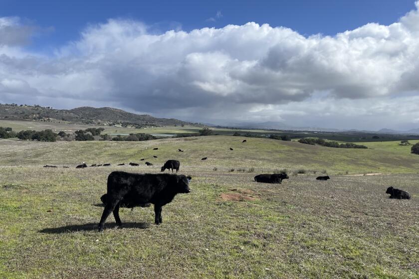 Cows spotted along the hillside at the Ramona Grasslands County Preserve.