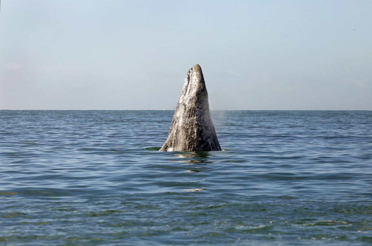 A gray whale rises above the surface of the ocean.