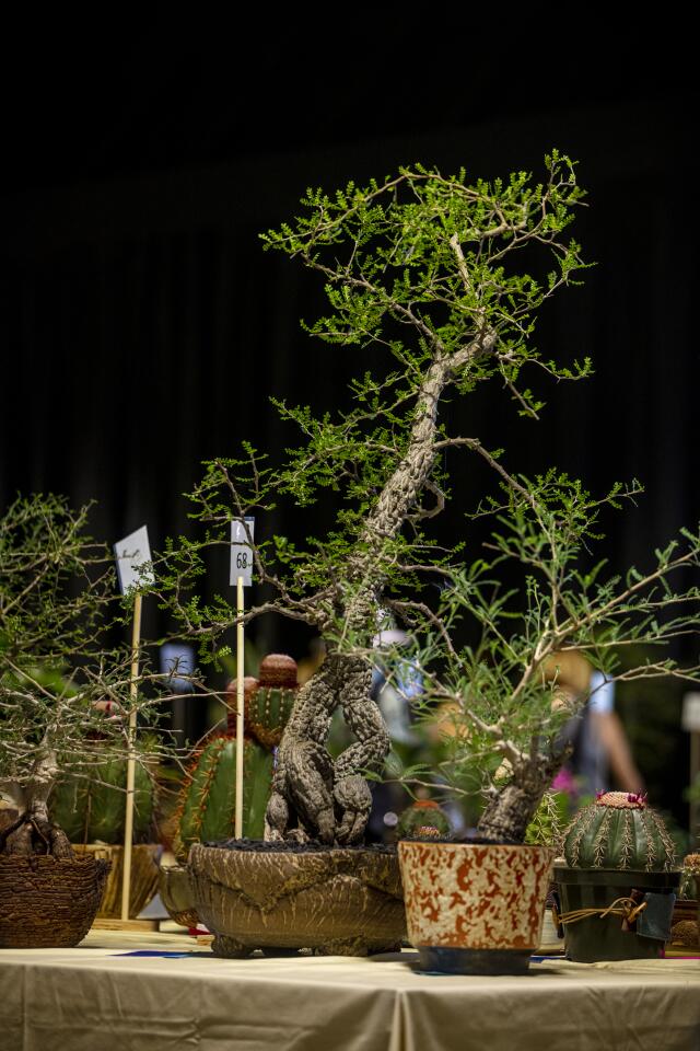 The elephant tree aka Operculicaye decaryi is a fast growing succulent that can grow to 30 feet in the wild, says co-chair Tom Glavich. This tall, prize-winning entry from grower Chris Zaferes of Topanga gets high points for its bumpy trunk—always look for a bumpy trunk on young plants Glavich says—and its magnificent base of gnarly roots which grow like that naturally, unlike other succulents that have been carefully tended to slowly expose their roots, much like bonsai trees.