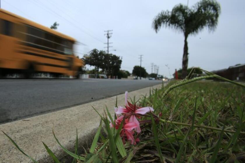 A lone flower rests in the grass where an 11-year-old girl was struck and killed by a car on Bristol Street near 10th Street in Santa Ana.