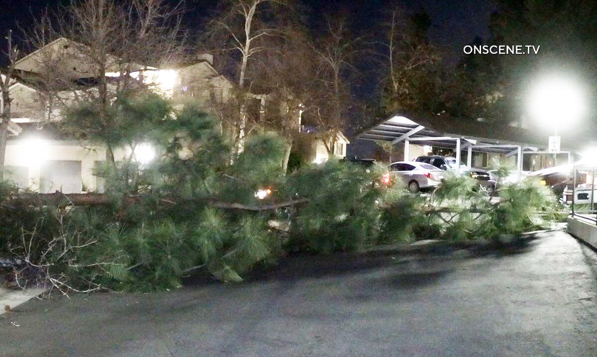 An image from video shows a tree down in the street.