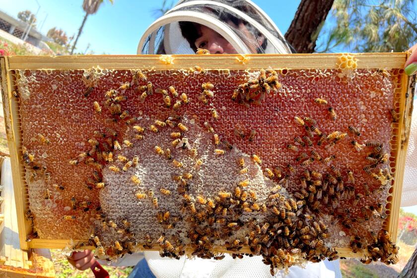 A beekeeper with Montreal-based company Alveole holds up a hive frame behind the CANVAS North campus in Costa Mesa.