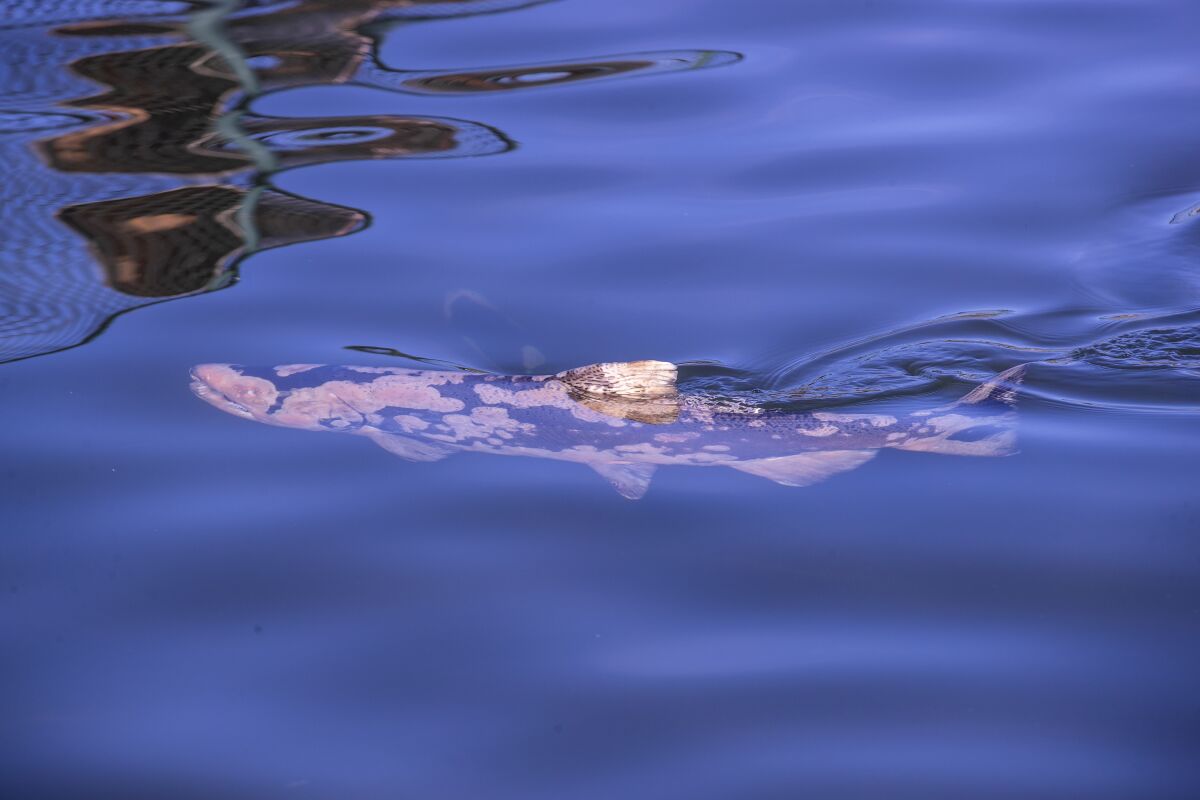 A salmon with mottled skin swims just below the surface of the water.