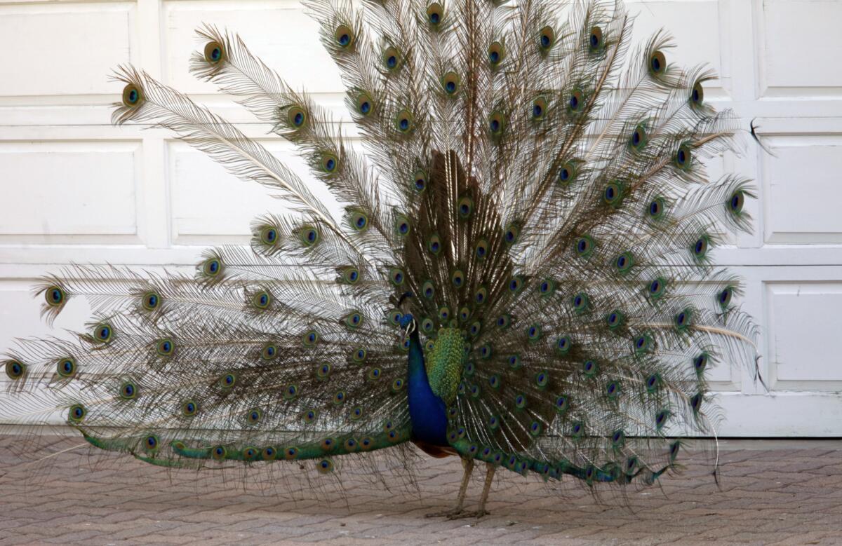 A peacock makes his presence known in front of a parking garage door of a home along Dapplegray Lane in Palos Verdes in June 2014.