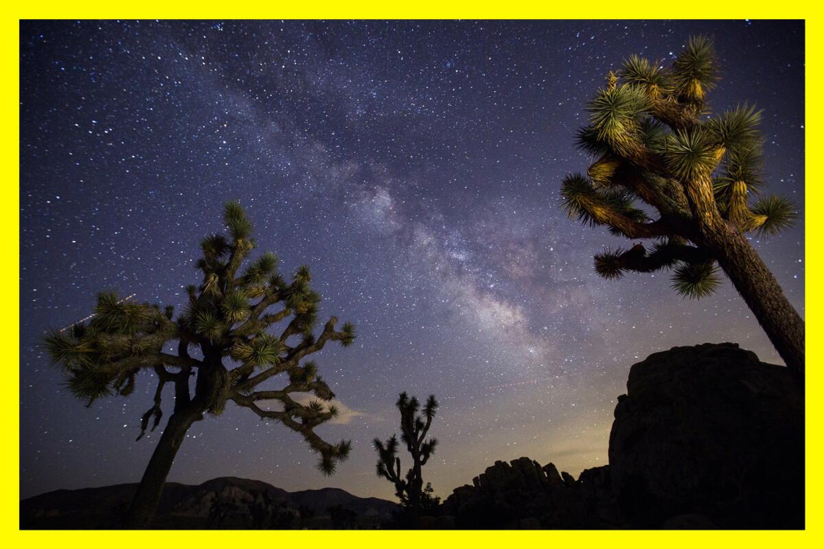 Joshua trees and rocks in silhouette against a star-filled night sky 